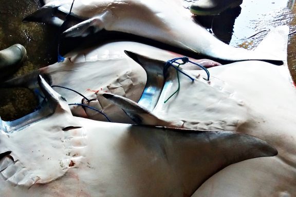 mobula rays in Muncar fishing port