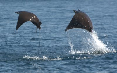 Mobula Ray Threats and Management