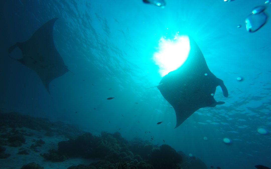 Day 10: Manta Fever!
