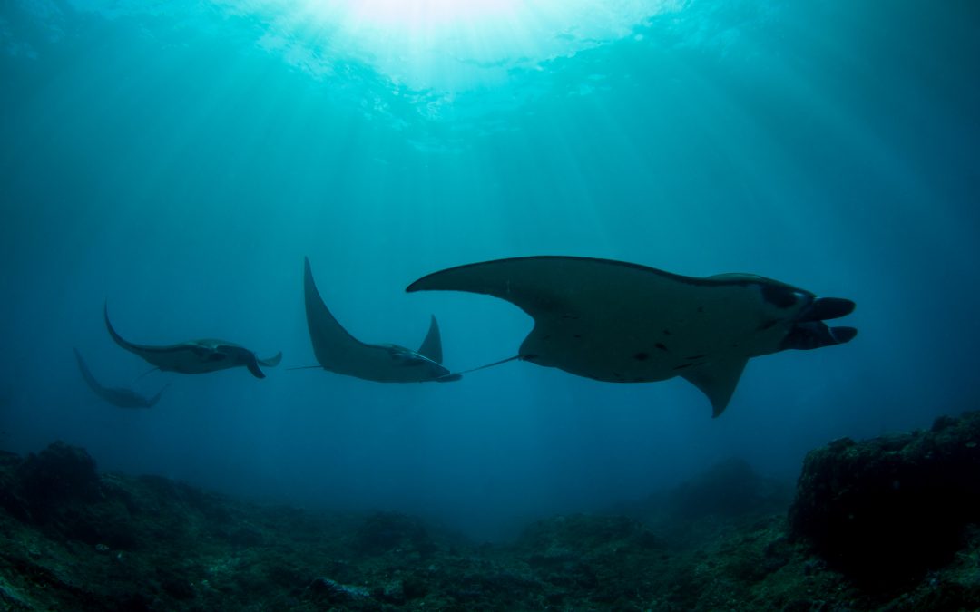 Day 11: Manta Train, We Did It Again!