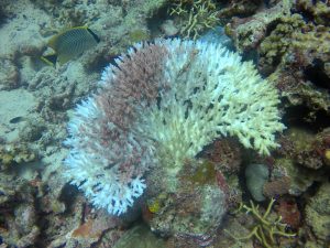bleaching coral