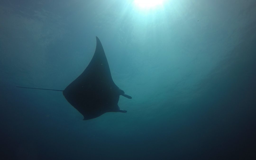 Day 9: Manta I’m in Love