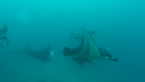 manta rays
