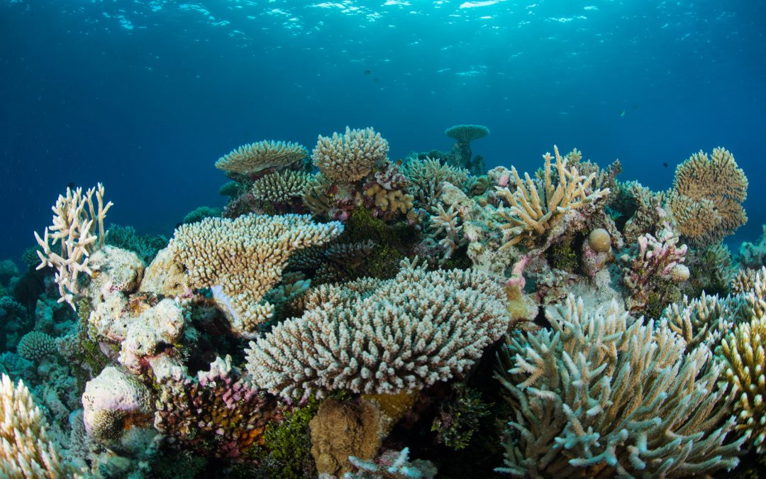 Day 17: How to Protect Our Oceans?